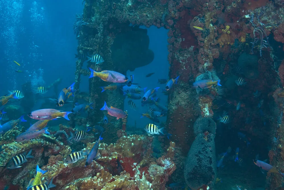 wreck diving in Aruba best scuba diving
