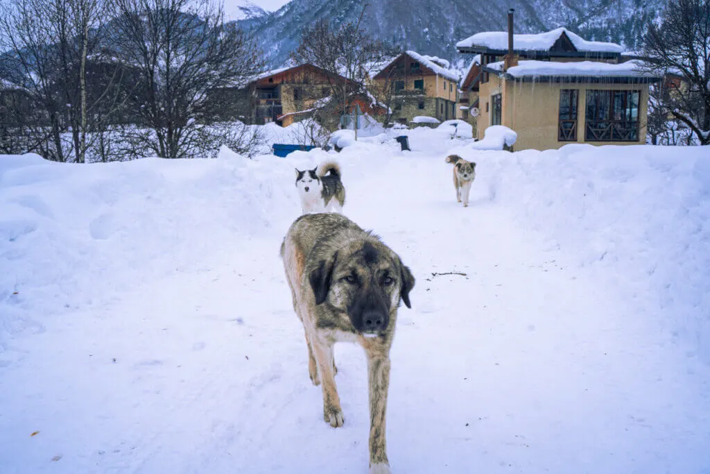 dogs in mestia georgia