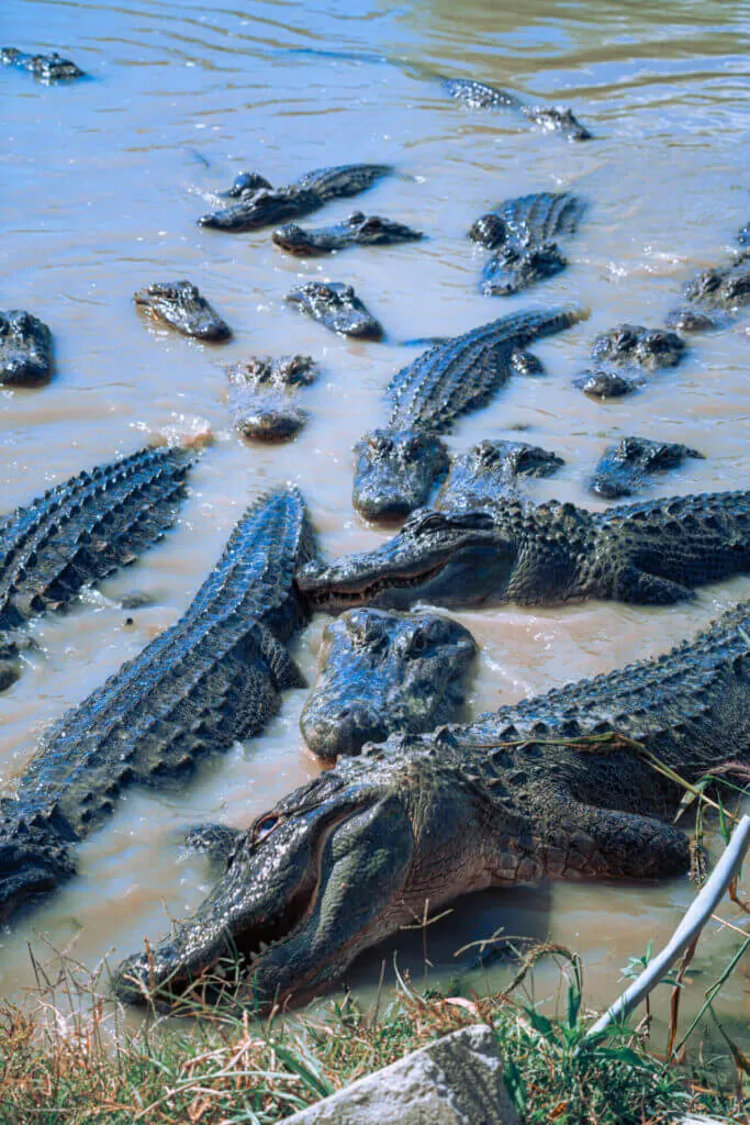 greenwood gator farm 