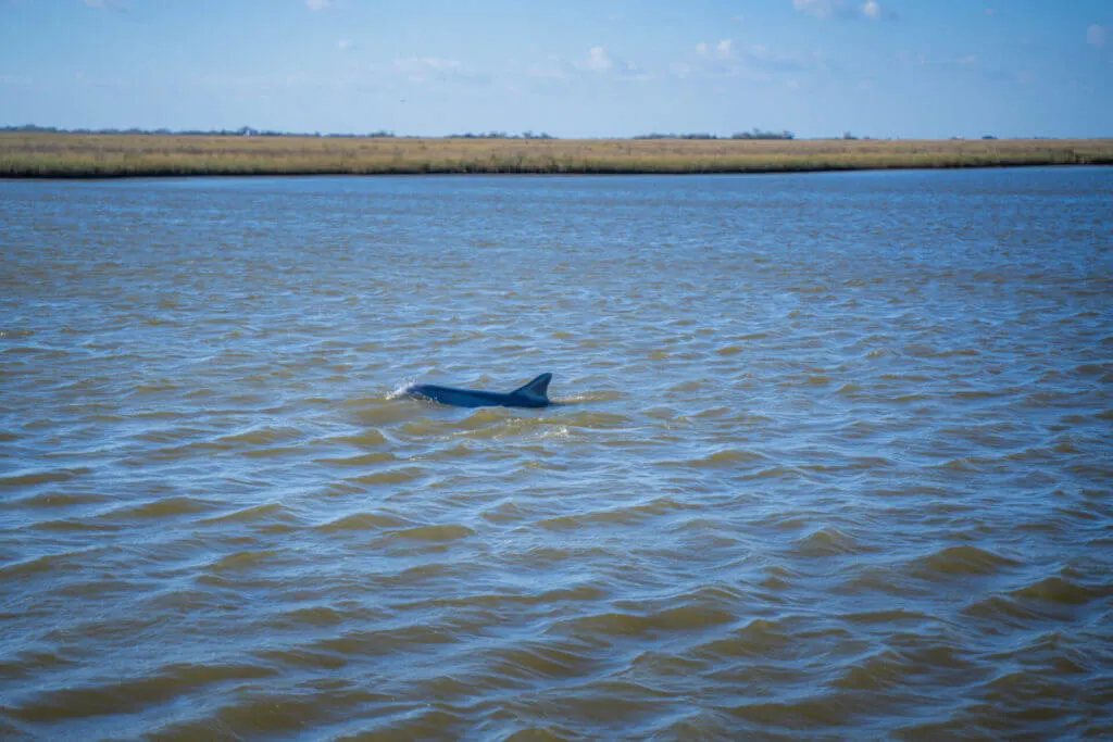 bottlenose dolphins outside houma LA 