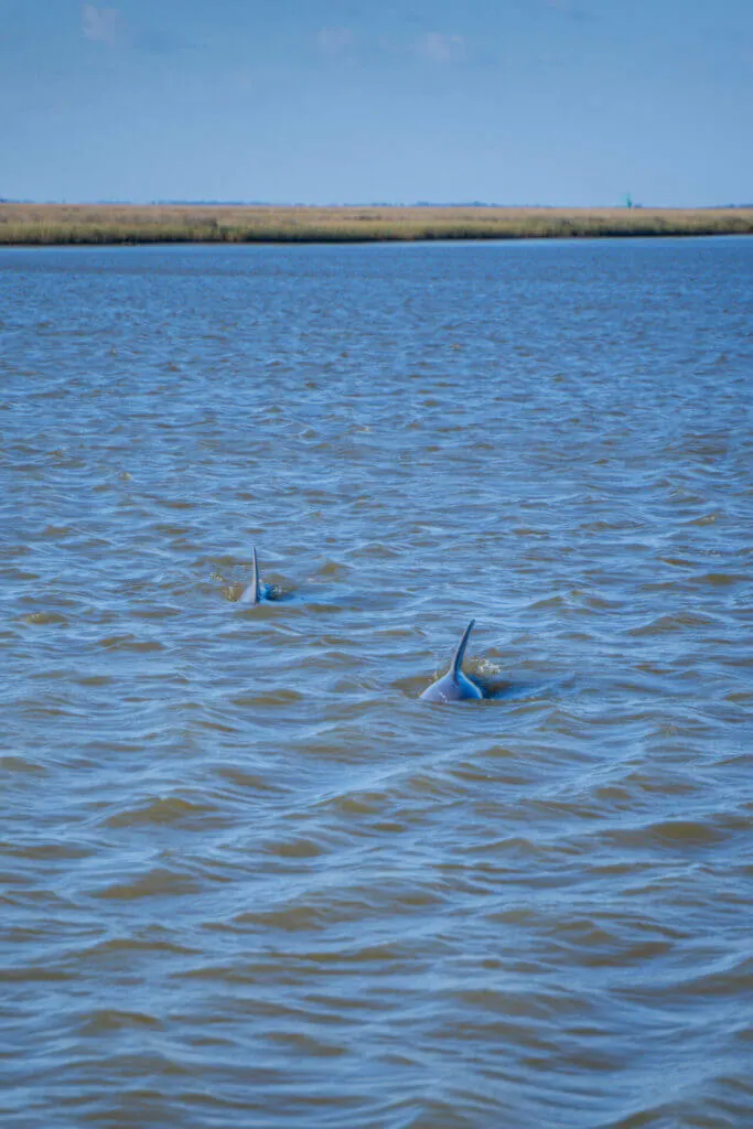 bottlenose dolphins in the louisiana marshes 