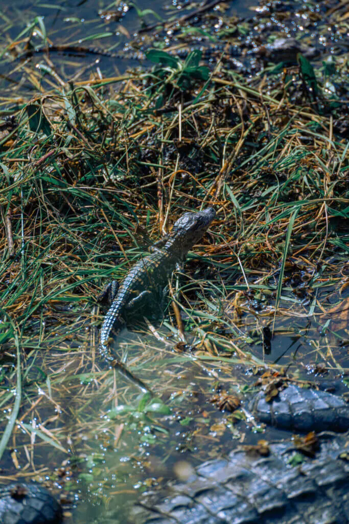 Mandalay Nature Trail baby gators houma 