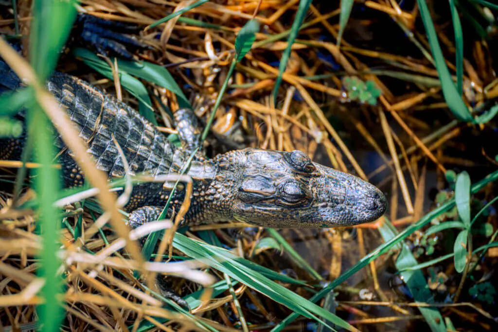Mandalay Nature Trail baby alligator sighting 