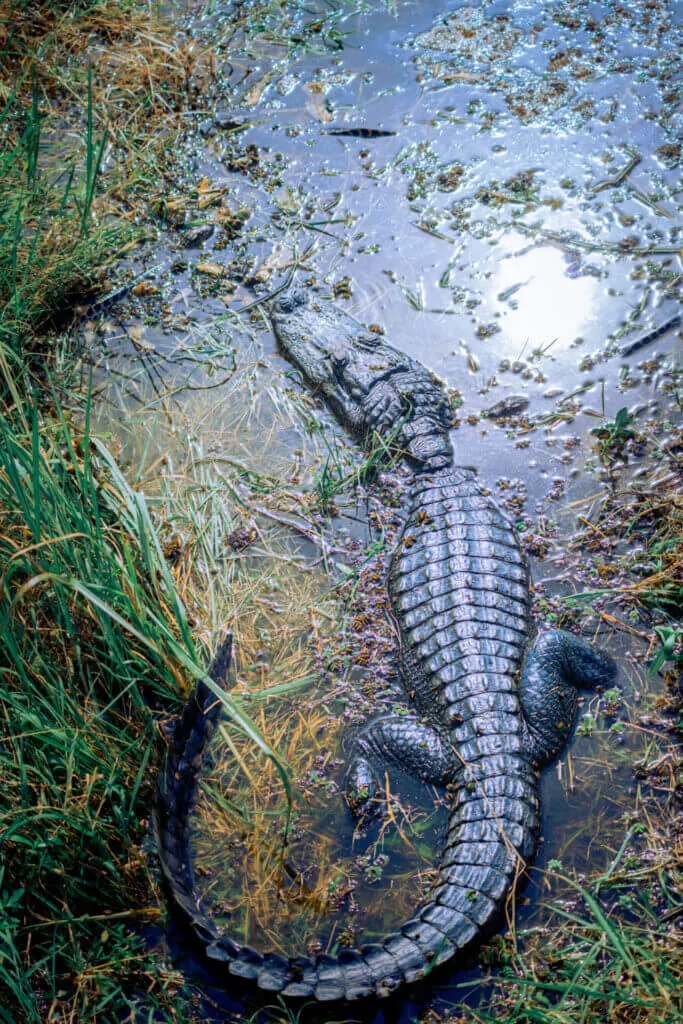 Mandalay Nature Trail mama alligator with babies