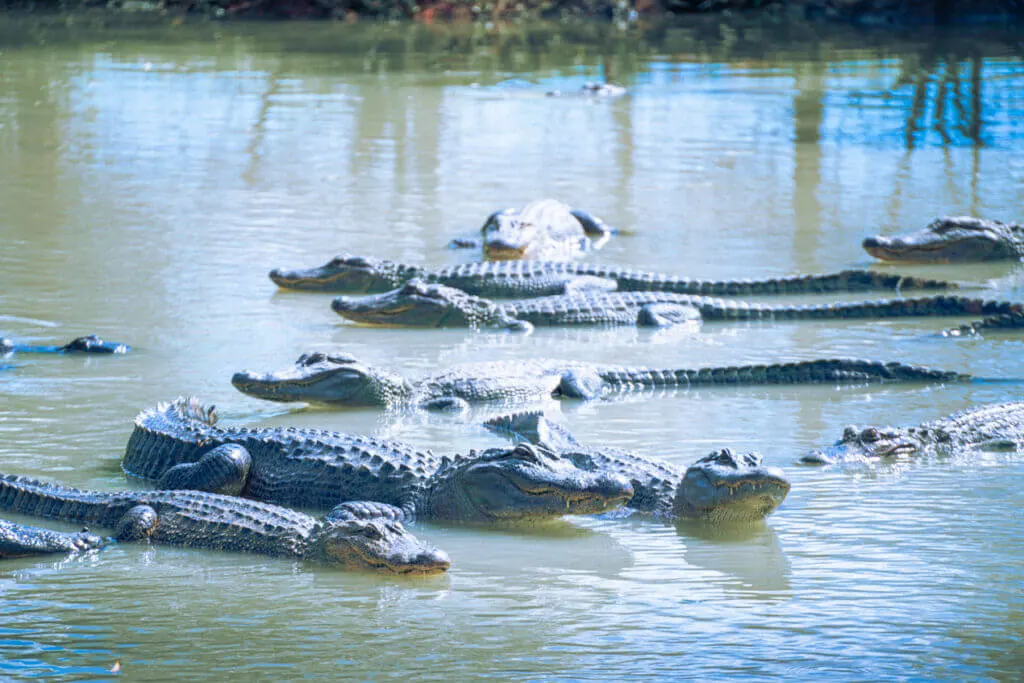 Greenwood Gator Farm Houma