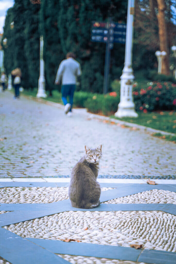 istanbul cats