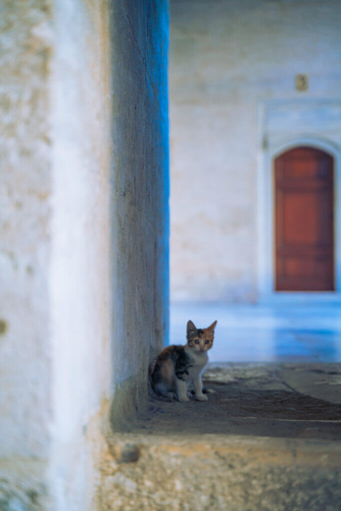 istanbul cats