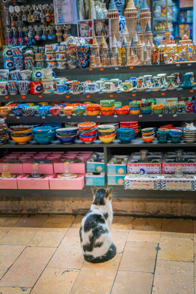 istanbul cats