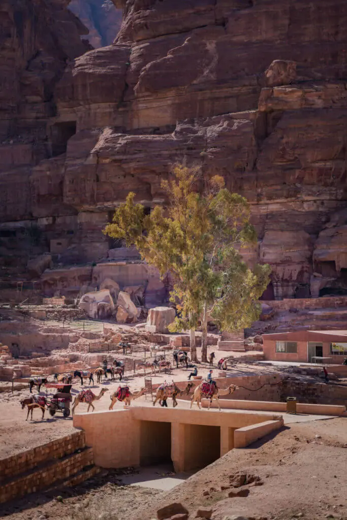 Petra Jordan camel crosseing
