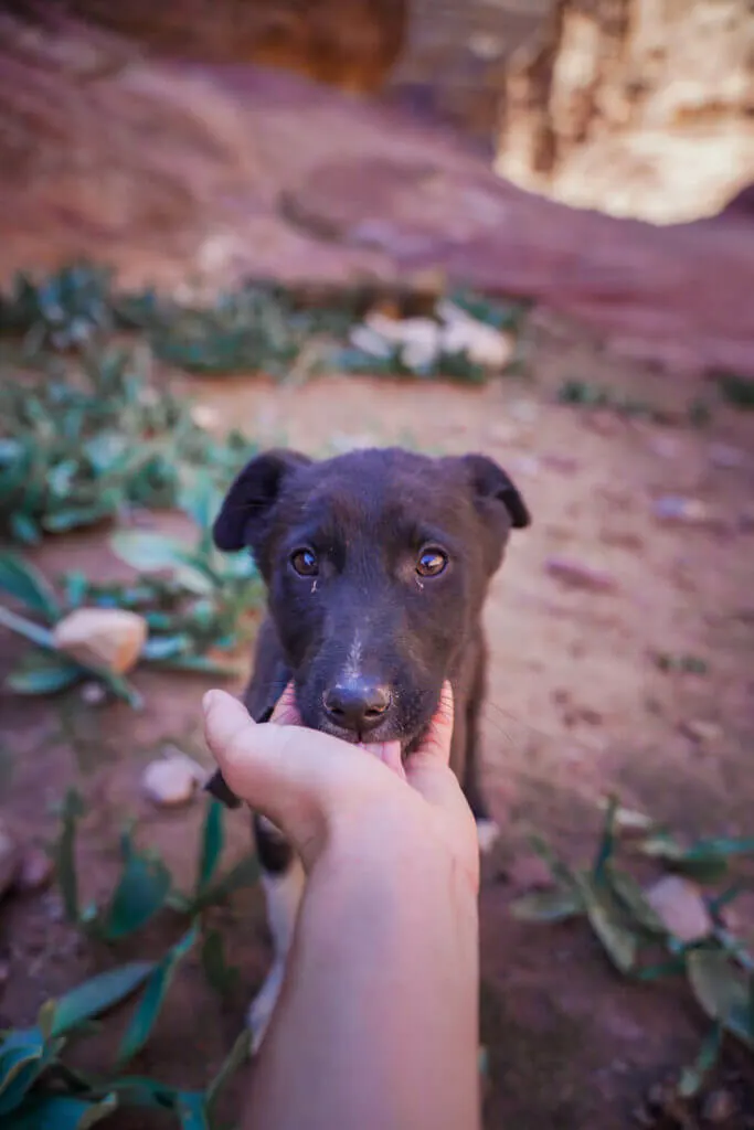 cute dogs puppies in Petra Jordan
