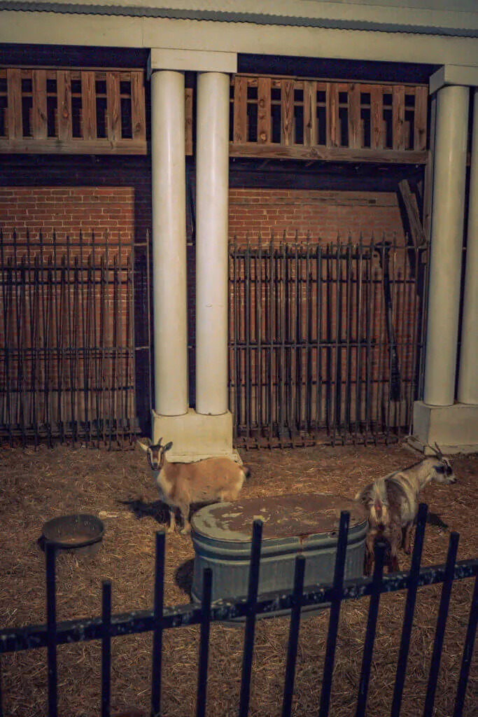 silky O Sullivan goats memhis
