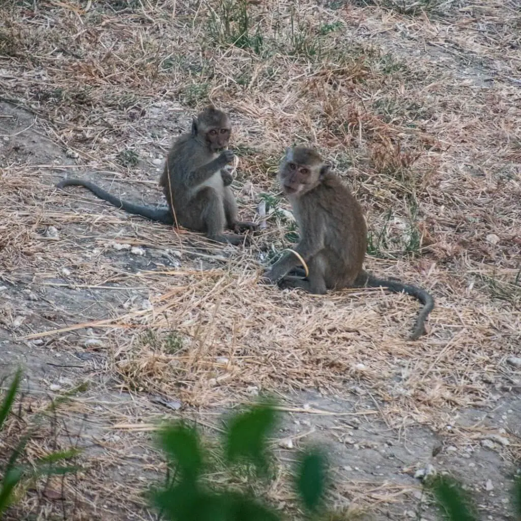 monkeys at rumah pohon