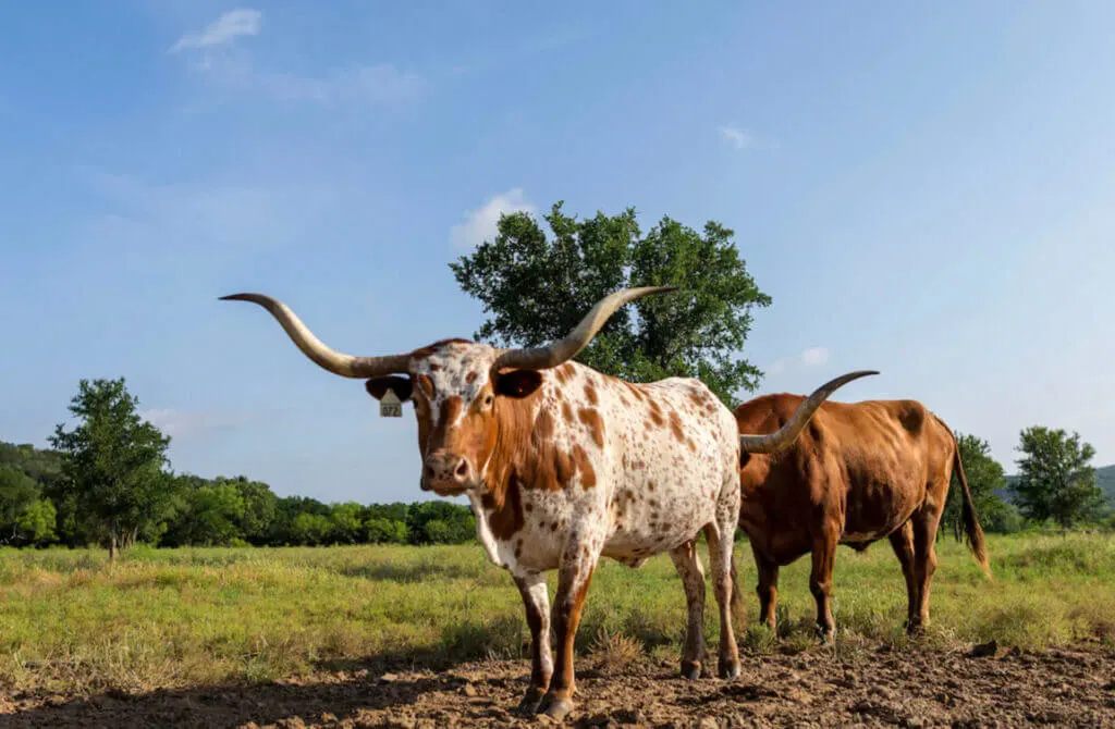 Fun place to stay in Texas WildCatter Ranch Resort