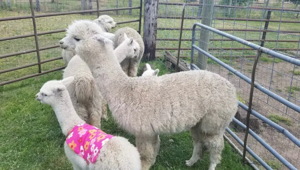 Alpacas at Alpaca Farm Retreat, unique place to stay in Oregon