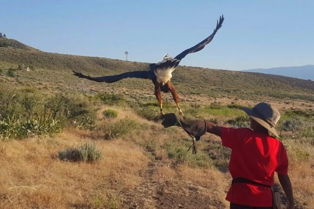 One of the most fun things to do in Reno for Couples is experience Falcons and raptors 