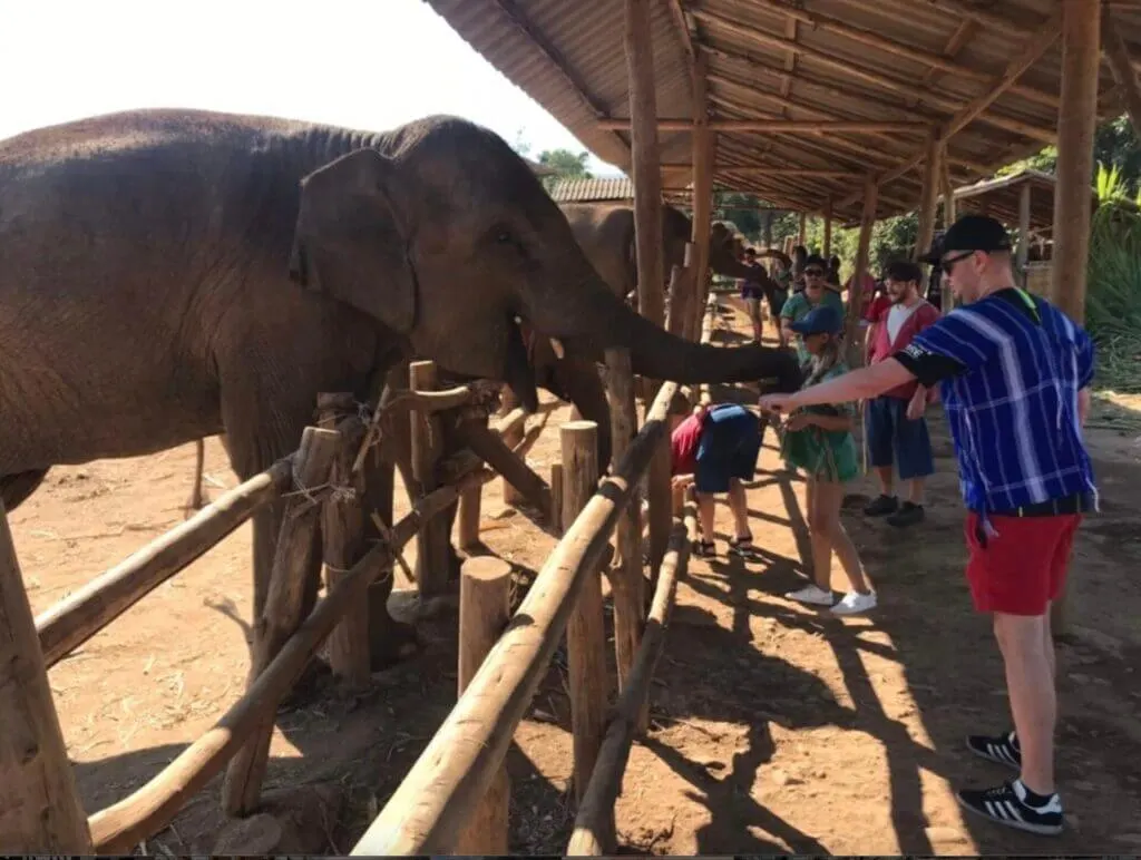 Feeding elephants at elephant freedom project elephant sanctuary Chiang Mai 