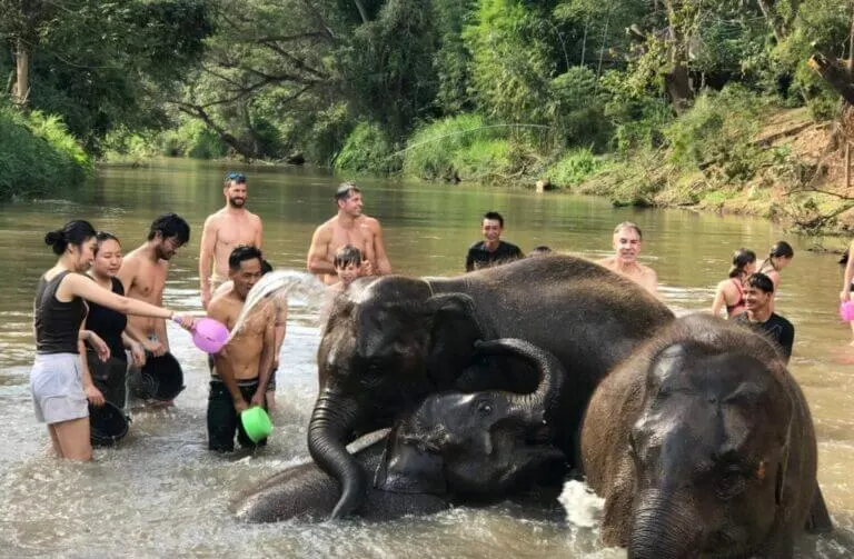How to Find the Best Elephant Sanctuary in Chiang Mai (& Top 3)