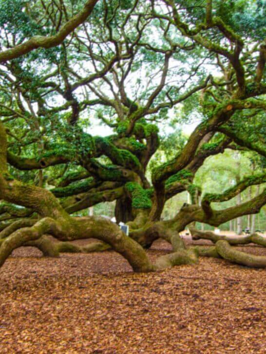things to do for couples in charleston, SC