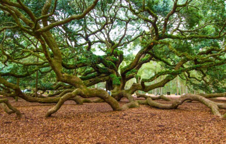 things to do for couples in charleston, SC