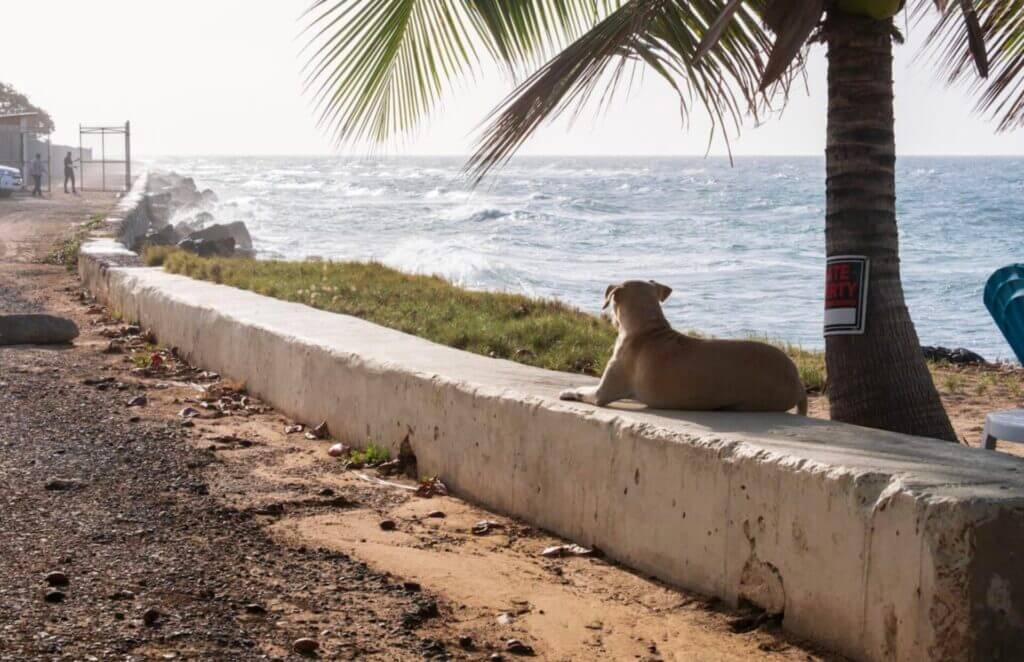slow pce of life montego bay jamaica dog watching waves 
