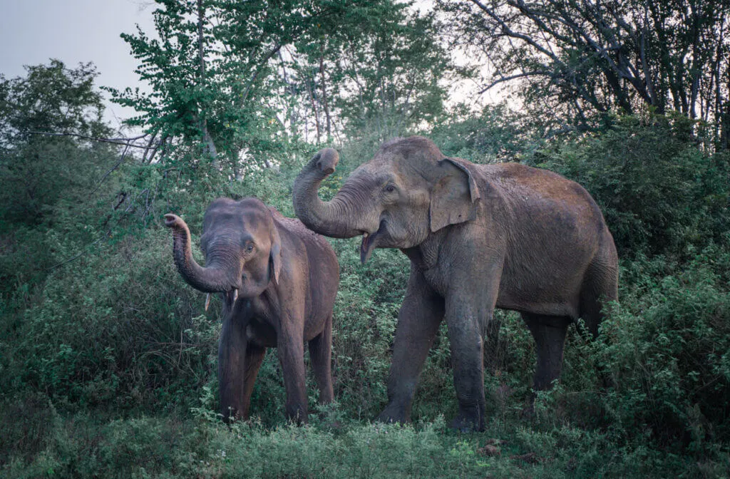 Udawalawe National Park Sri Lanka elephants in the wild 