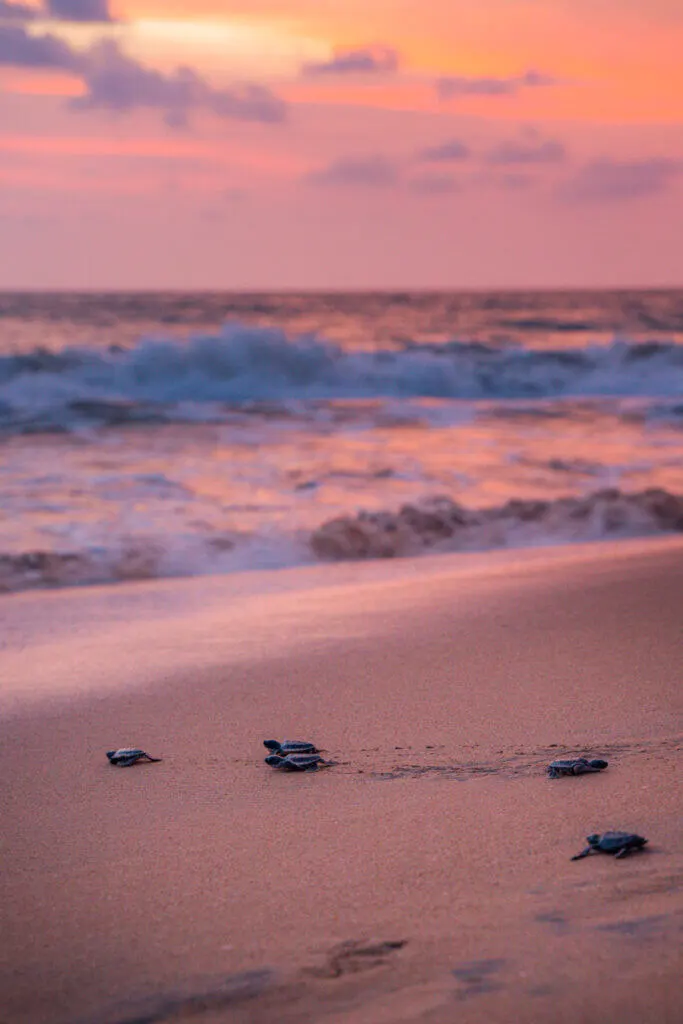 Letting baby turtles out into the sea at Kodgoda beach Sri Lanka fun facts 