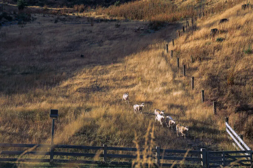 Walter Peak High Country farm tour and farm show sheep herding