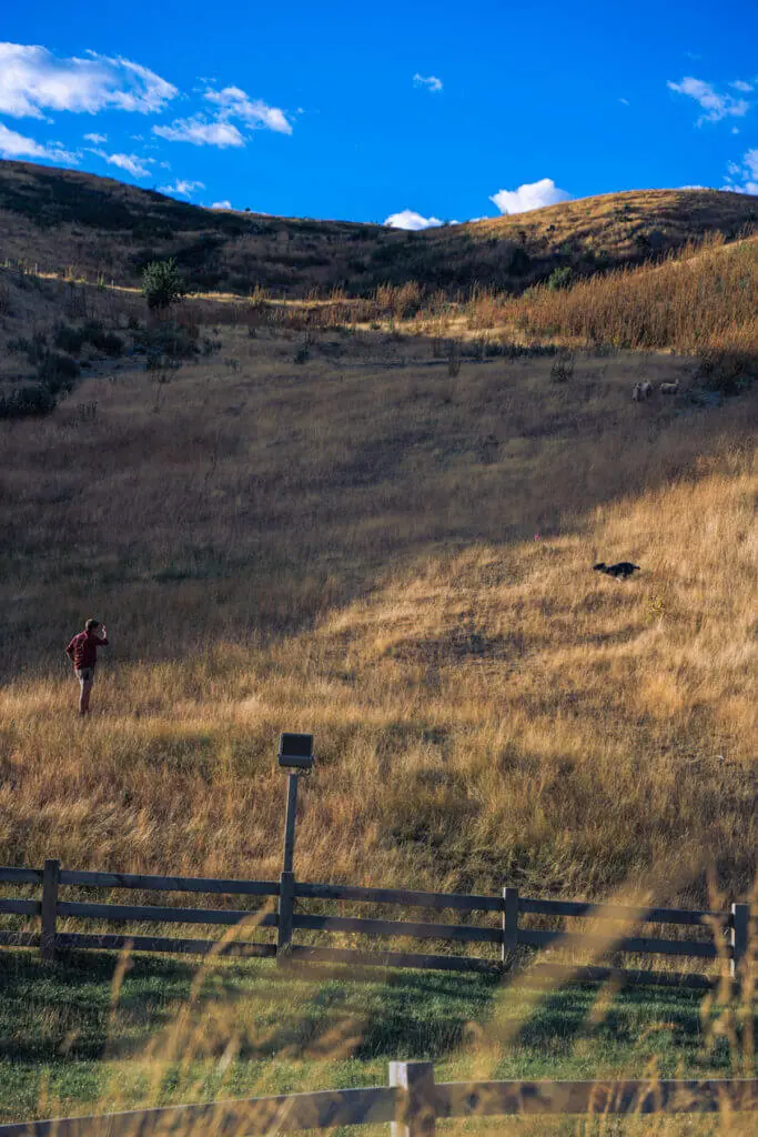 walter peak high country farm sheer herding