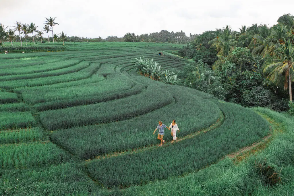 Bali rice paddies drone photo couple walking Ulaman Bali eco hotel