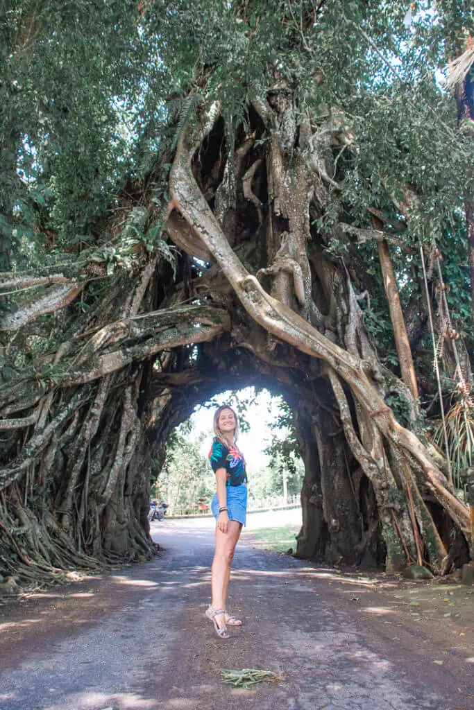 bunut bolong sacred ancient tree bali