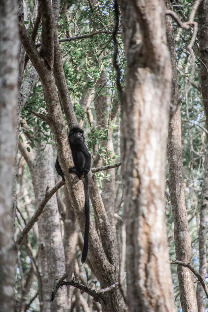 ebony leaf black monkeys west bali national park