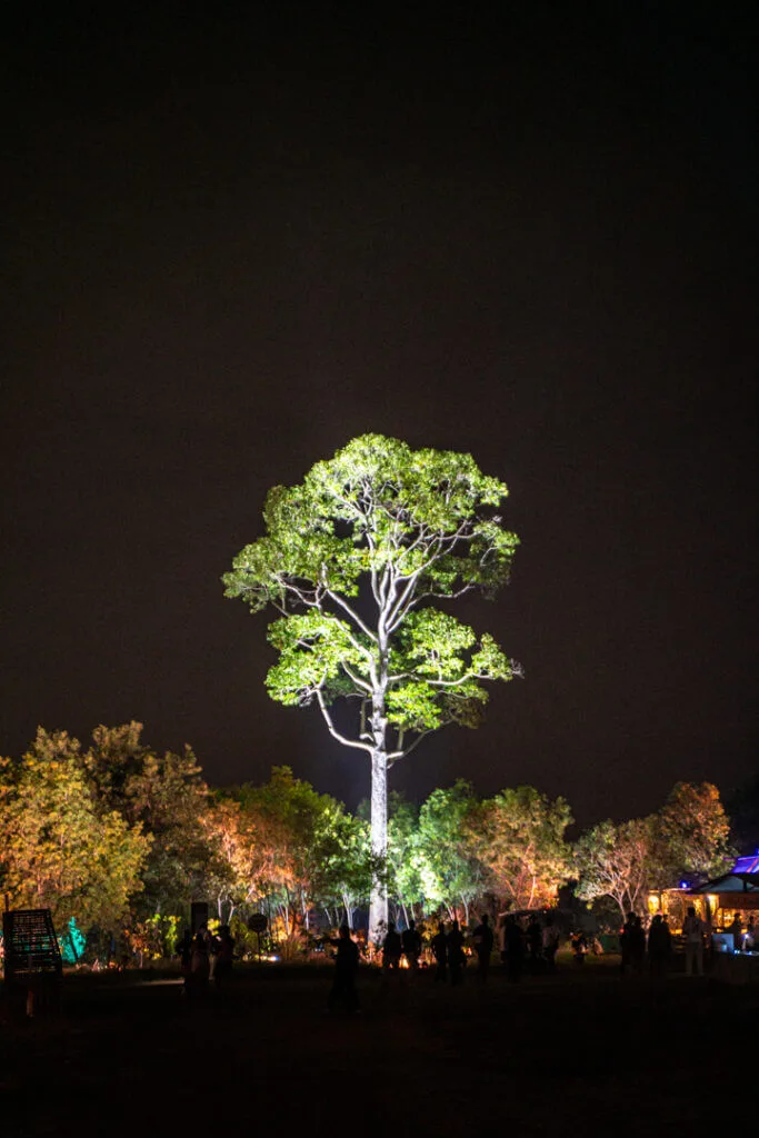 wonderfruit tree of life 