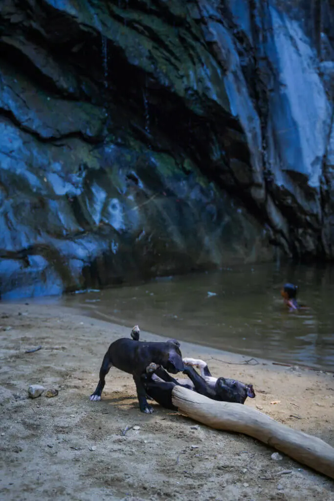 puppies playing at the Yelapa waterfall outside town in Yelapa MX