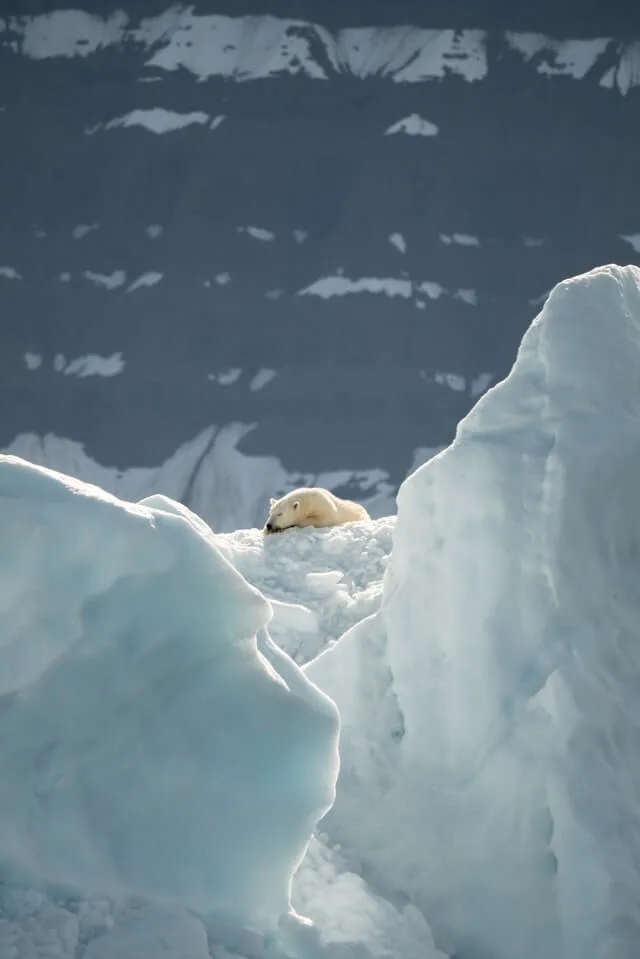Polar bears churchill canada