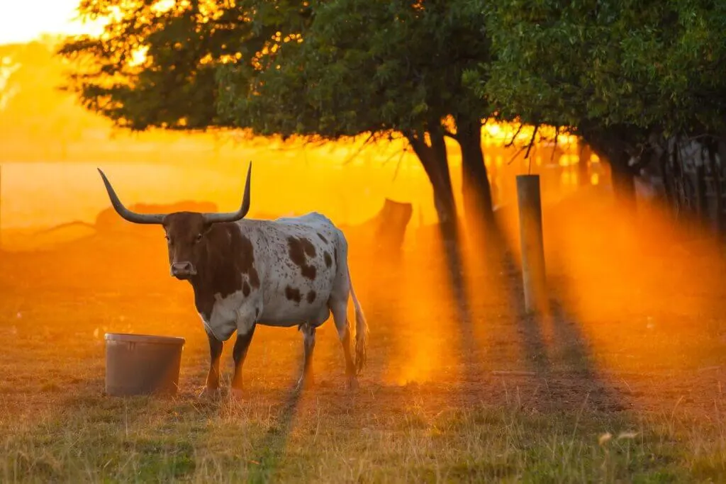 Quotes about Texas sunsets