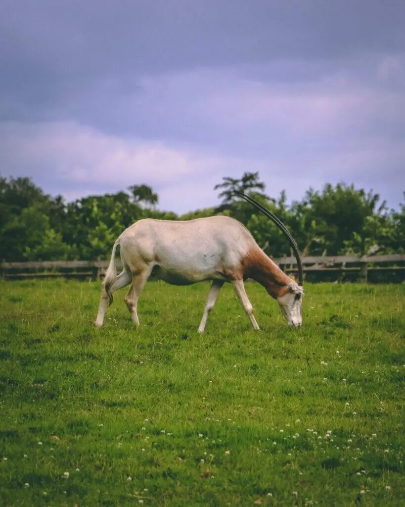 Fota Wildlife Park top things to do in Cork Ireland