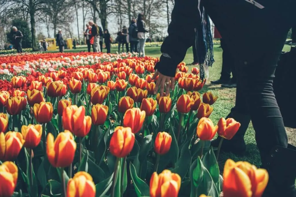 Keukenhof tulip Garden outside of Amsterdam