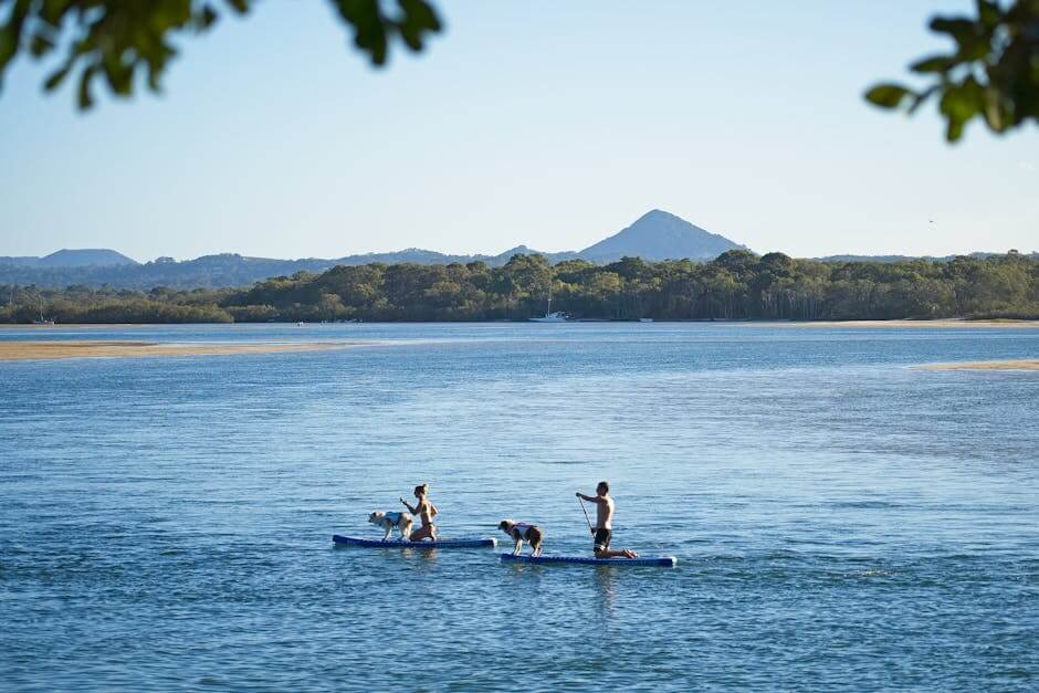 Enjoy paddleboarding with dogs on a sunny day at Noosa Heads, Australia.