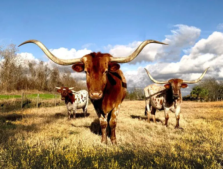 cute texas quotes